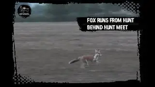 Fox runs from hunt behind hunt meet