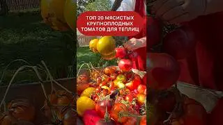 Топ -20 крупных и мясистых томатов