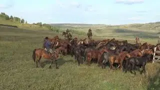 Резвый табун лошадей