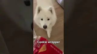 Commands I accidentally taught my dog