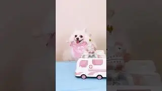 Nico: Relien the crisis!#nico #smartnico #funny #pets #dog