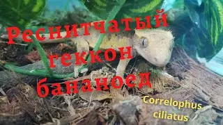 РЕСНИТЧАТЫЙ ГЕККОН БАНАНОЕД