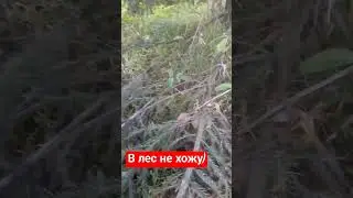 #дальнобой #грибы