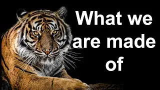 What Makes a Tiger a Tiger?  It's this inside this Cell!
