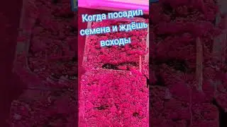 первые всходы.Когда на днях посеяла семена и жду всходов #рассада #юмор #рассадавыращивание #shorts