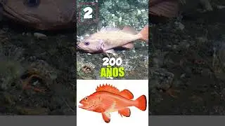 viven más que nosotros 2 #animals #datoscuriosos #curiosidades