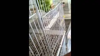 Eggfood goldfinch bullys greenies eating