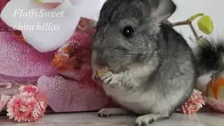 Шалфей и Морфей кушают яблочки