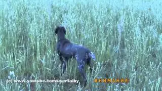 На прогулке немецкий курцхаар отработал со стойкой уток и косулю.