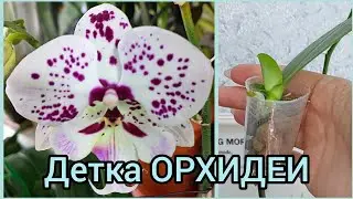 Как вы это делаете?🌿Формирую корни детки 