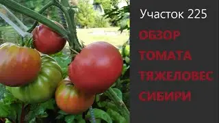 Siberian Heavyweight Tomato. Variety overview. Growing tomatoes in Siberia.