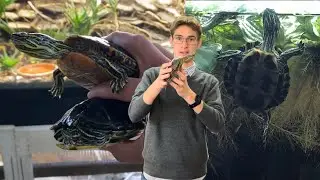 Moving ALL MY TURTLES Outside to the Stock Tank for the Summer! | DIY Reptiles