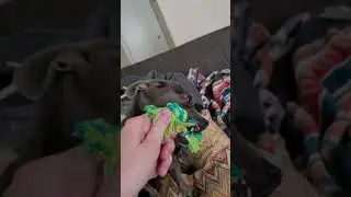 grr throw