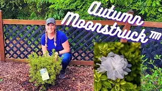 New Variegated Encore® Azalea Autumn Moonstruck®