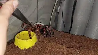 Brachypelma Smithi L16 female / Брахипельма смитти самка 16 линька