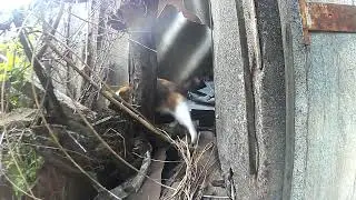 Котяча стежка