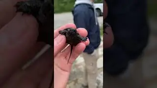 Baby snapping turtle #viral #turtle #turtles #snapping #hunting #lake #baby #animal