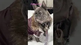 Found the cutest faux leather jacket on Amazon for her! #dog #frenchbulldog #frenchie #puppy