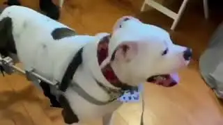 Paralyzed dog wears harness