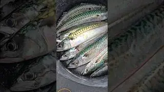 Sea fishing at Whitby #shorts #fishing