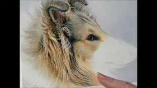 Collie Pastel Demonstration by Roby Baer PSA