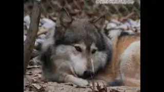 Aux jeunes loups - Paul Mauriat et son orchestre (1965)