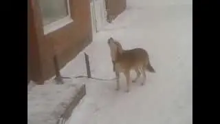 Собака воет как волк)))