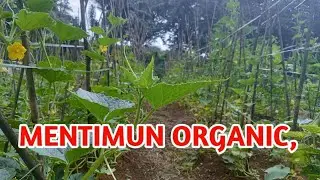 PANEN TIMUN ORGANIC ..SKALA KECIL @tanamtanamin3255