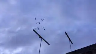 #Pigeons