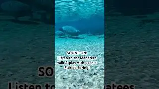 Manatees Play & Talk In a Florida Spring!   #floridasprings #wildlife #florida