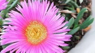 Carpobrotus Acinaciformis