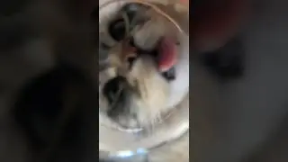 THE CUTEST 🥹🥹 