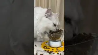 приятного аппетита!