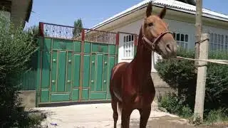 Таза кандуу Дончак тай сатылат.