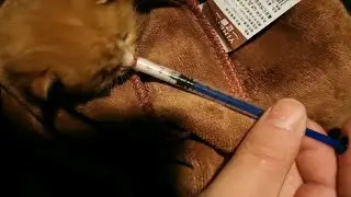 下午竟然可以单手喂了，主动含着注射器吮吸。喜大普奔，加油。