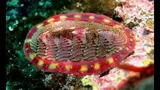 Facts: The Chiton
