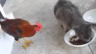 Петух отнял еду у кота