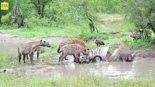 Hyena mating... How does a female hyena control the pack?. 