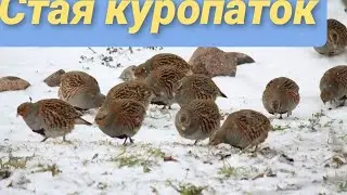БАРСИК ПОЁТ 🎙 /СЫН ПИЛИТ ДРОВА/Я ЛЕНЮСЬ / ГУЛЯЮ /⛄СТАЯ КУРОПАТОК