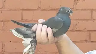 Игра на посадке,двухчубая майля!