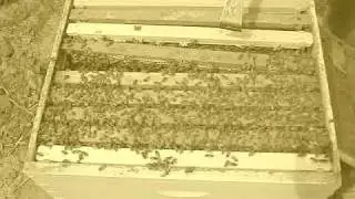 bees