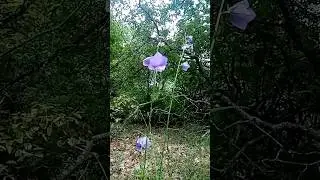 Колокольчик в дубраве Лисьи Дубки.