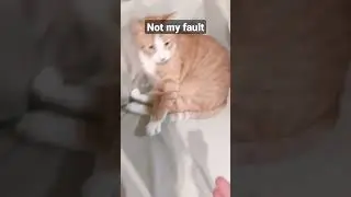 Cat bites.