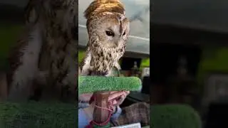 Очень жаль птицу