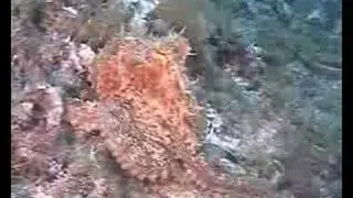 Kornaten