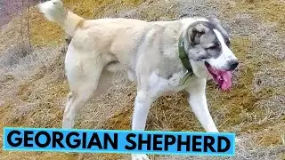 Georgian Shepherd Dog Breed - Facts and Information