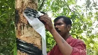 A raincoat for rubber Can be harvested without getting wet by rain റബ്ബറിനൊരു മഴ കുട 2k23 kerala