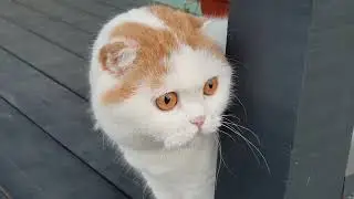 Дача, кошка, собака и неудачный побег
