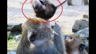 Nasty monkey Dolly do Very Bad on baby Brutus Jr Very Scare need mom Help baby.