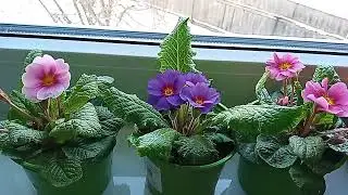 На улице зима, а в душе весна! (17 февраля 2023 г.)